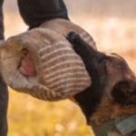 Recognizing Animal Behavior To Prevent Bites