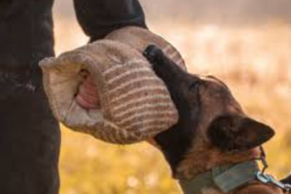 Recognizing Animal Behavior To Prevent Bites