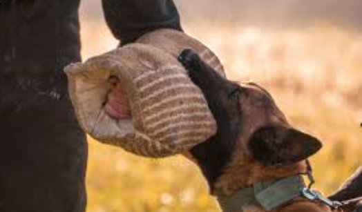 Recognizing Animal Behavior To Prevent Bites